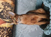 Champion lines Abyssinian kittens
