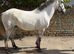Handsome 16.1 Highlander x TB Gelding 6 yrs old