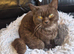 STUNNING CHOCOLATE BRITISH SHORTHAIR - £700