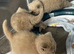 Lovely Lilac British Shorthaired Kittens