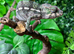 Special Offer Blue Bar Male Panther Chameleons at Birmingham Reptiles
