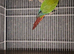 Pair of conures 2019 rung