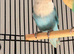 Bounded pair of lovebirds both DNA