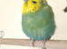 Beautiful 1½-Year-Old Male Budgie - Looking for a Loving Forever Home