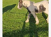 Gorgeous mare and foal