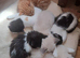Baby ragdolls