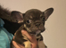 7 French Bulldog Puppies ️