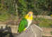 Caiques