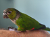 Hand reared black capped conure