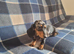 Miniature smoth hair dachshund