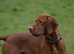 Exceptional Bred Hungarian Vizsla Puppies 1.6% COI--1 Girl Left