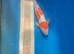 Kohaku koi 34cm