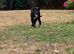 Lab x beagle pups
