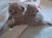 Top quality Blue British shorthairs for Sale
