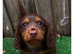 Last chocolate/tan male kc registered