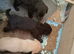 Labrador puppies for sale
