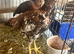Asil pullets this years.