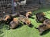 Working line German shepherd puppies
