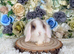 Vaccinated Mini Lop girl