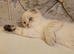 Scottish fold/straight kittens