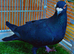 Black breeder male