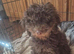 2 stunning cockapoo puppies