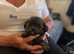 TOY POOLE X CHIHUAHUA (POOCHI) PUPPIES