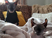 Sphynx kittens