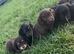Puppies