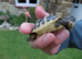 Hermann's tortoises T.h.b, 2yrs old.