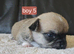 5 baby chiuauas