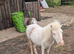 Cremello 2 year old colt