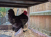 Pekin bantam cockerels