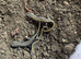 Italian Crested Newts