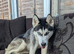 Poppy Husky