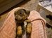 Male puppy