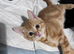 3 American Bobtail x Tortoise Shell Kittens for Sale