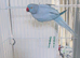 Blue Indian ringnick parrot