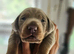 Stunning Boy Available