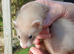 GENUINE MICRO FERRETS