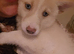 Last 3 Remaining Pomsky Puppies