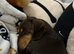 Dachound