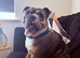 Frankie – 17-Month-Old English Bulldog Looking for an Experienced Forever Home