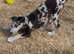 Collie x greyhound