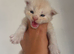 Maine coon kittens