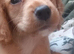 Cocker spaniel puppies