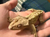 Male crested gecko