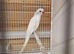 Indian ringneck 10 weeks old