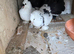 Lovely breeding pair of Indian Fantails