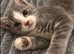 Stunning Grey & Grey-White Kittens Raised in a Loving Family Home